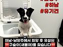 남양주에서 파양 후 유실된..