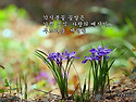라일락 / 모과꽃 / 각시붓..