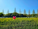 유채바람
