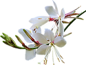 꽃