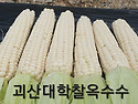 괴산대학찰옥수수