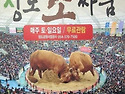 서울 촌놈들은 모르는 실제 소 크기