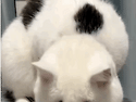 냥이