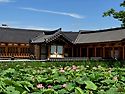 전주 덕진공원 연꽃