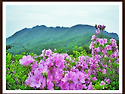 ▣ 산청/합천:- 황매산 제..