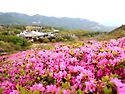 황매산의 🌸 