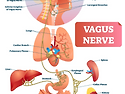 이상순씨의 미주신경(Vagus Nerve, 迷走神經) 기능 저하증이란 ?