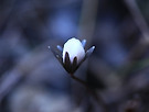 변산 바람꽃
