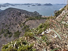산자고