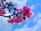겸손의 향기