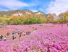 서울 불암산 철쭉..