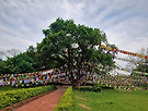 사리나무, Lumbini