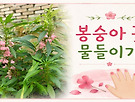 봉숭아 꽃 물들이기[..