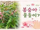 봉숭아 꽃 물들이기[..