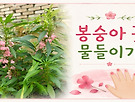 봉숭아 꽃 물들이기[..