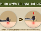진드기