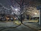 벚꽃 피는 밤