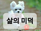 삶의 미덕