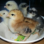 카페 프로필 이미지