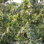 카페 프로필 이미지