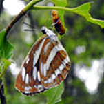 카페 프로필 이미지