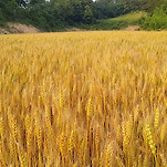 카페 프로필 이미지