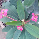 카페 프로필 이미지