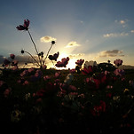 카페 프로필 이미지