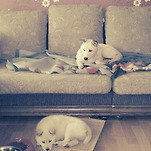 카페 프로필 이미지