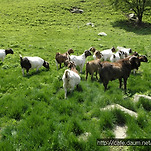 카페 프로필 이미지