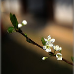 카페 프로필 이미지