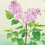 카페 프로필 이미지