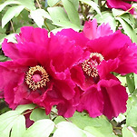 카페 프로필 이미지