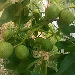 카페 프로필 이미지