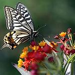 카페 프로필 이미지