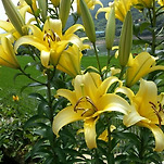 카페 프로필 이미지