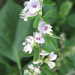 카페 프로필 이미지