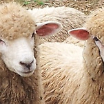 카페 프로필 이미지