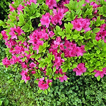 카페 프로필 이미지