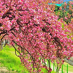 카페 프로필 이미지