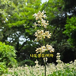 카페 프로필 이미지