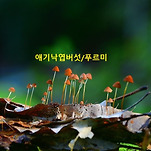 카페 프로필 이미지