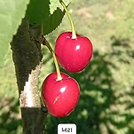 카페 프로필 이미지