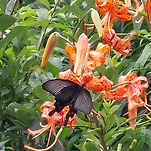 카페 프로필 이미지