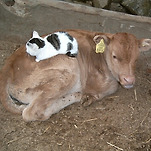 카페 프로필 이미지