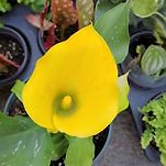 카페 프로필 이미지