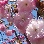 카페 프로필 이미지