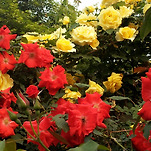 카페 프로필 이미지