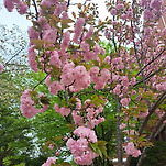 카페 프로필 이미지