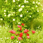 카페 프로필 이미지